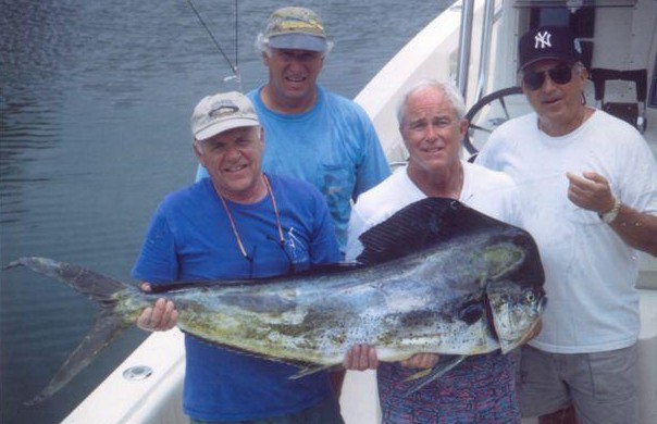 Bull Dolphin